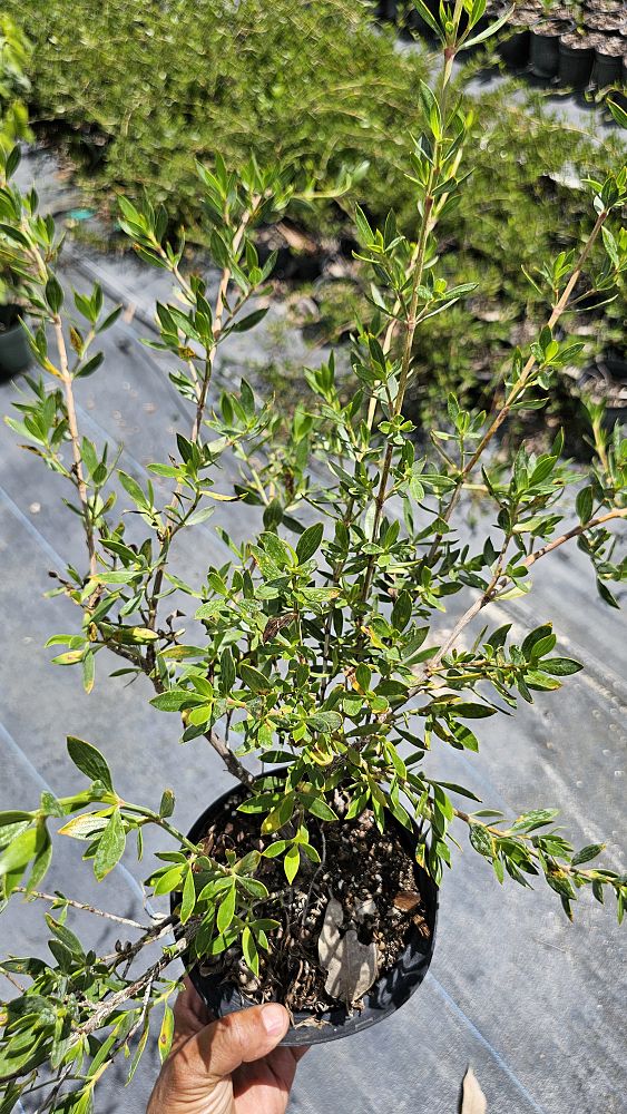ernodea-littoralis-golden-beach-creeper