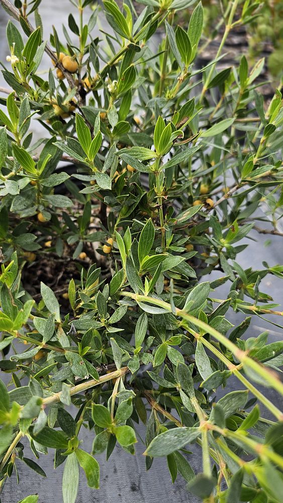 ernodea-littoralis-golden-beach-creeper