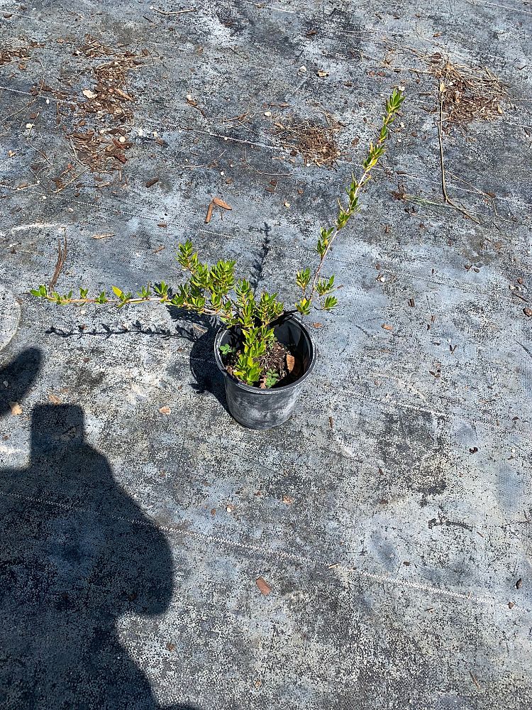 ernodea-littoralis-golden-beach-creeper