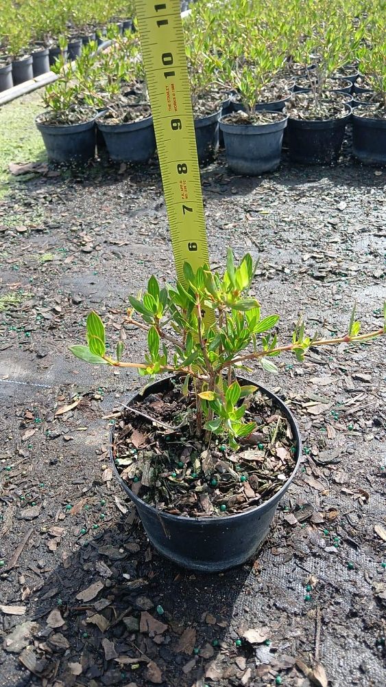 ernodea-littoralis-golden-beach-creeper