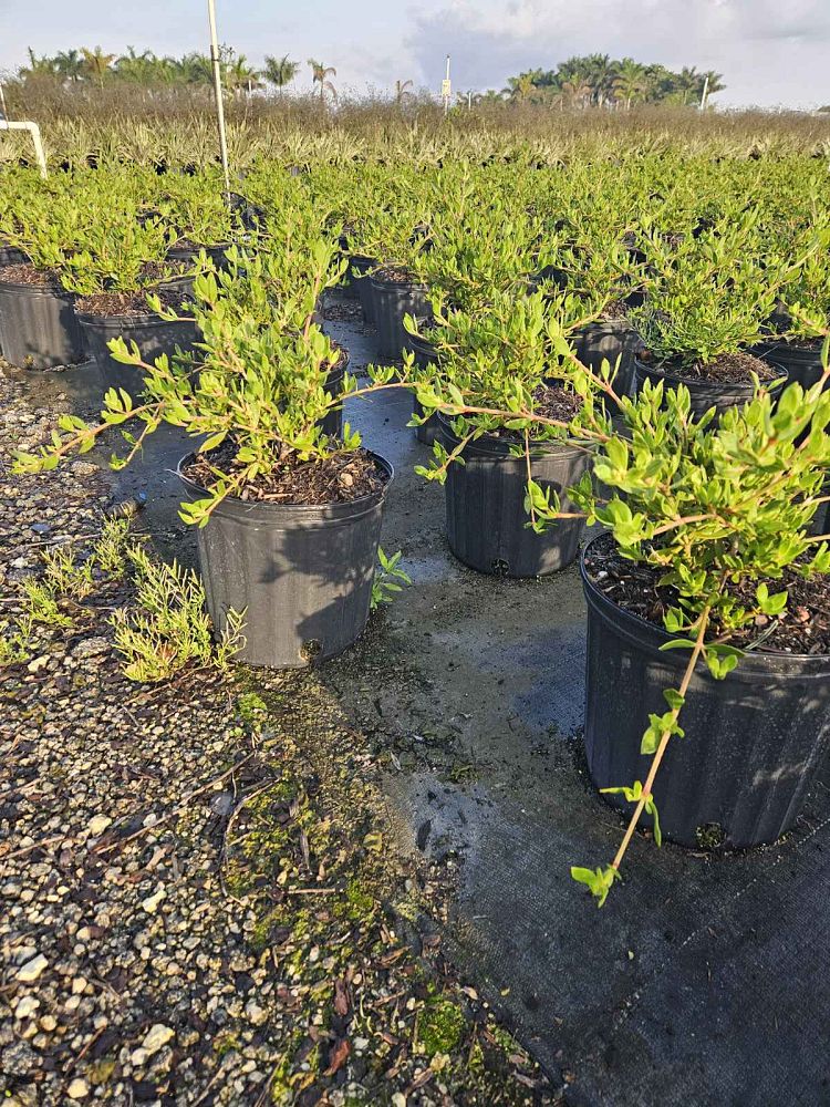 ernodea-littoralis-golden-beach-creeper