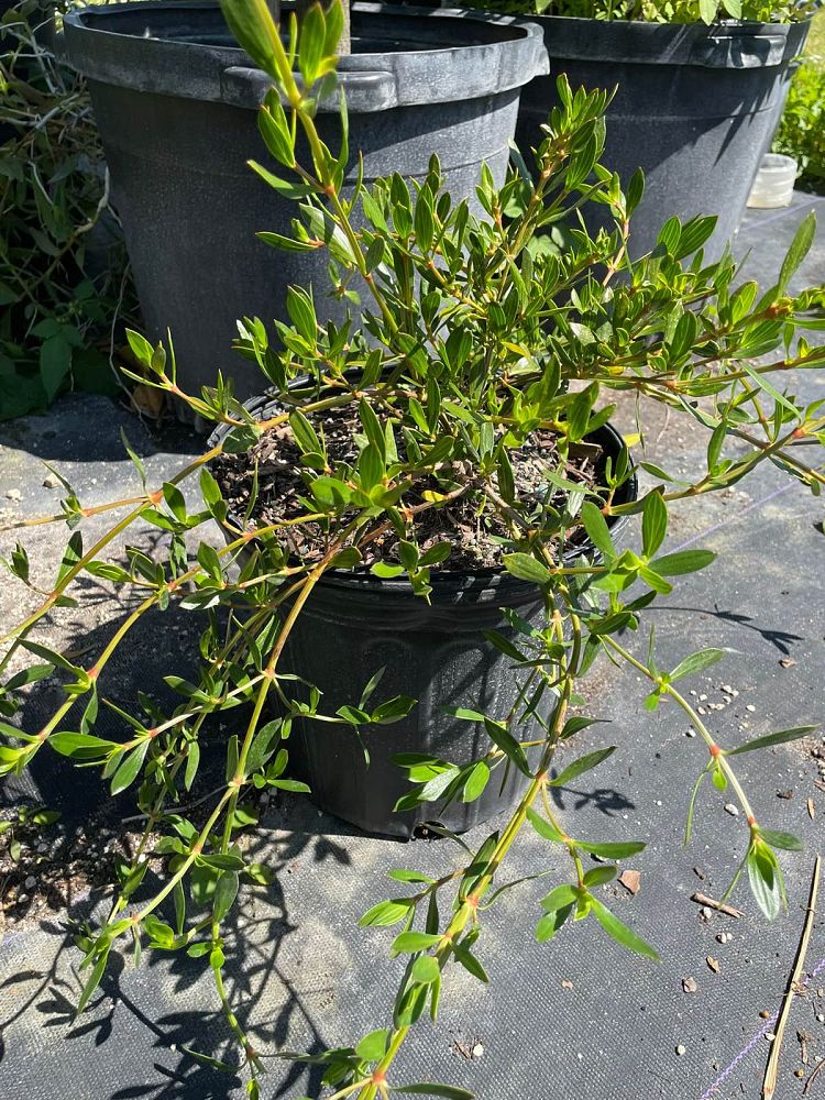 ernodea-littoralis-golden-beach-creeper