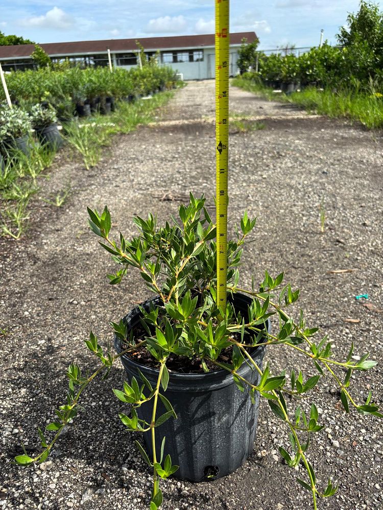 ernodea-littoralis-golden-beach-creeper