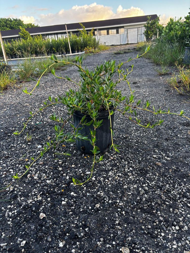 ernodea-littoralis-golden-beach-creeper