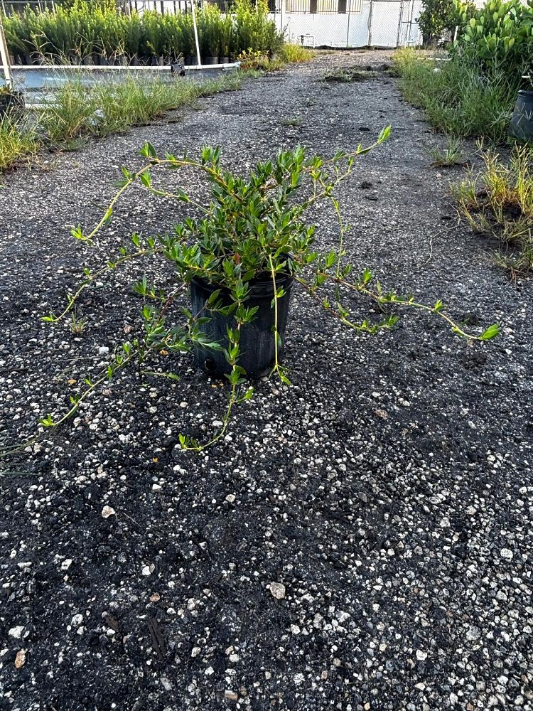 ernodea-littoralis-golden-beach-creeper