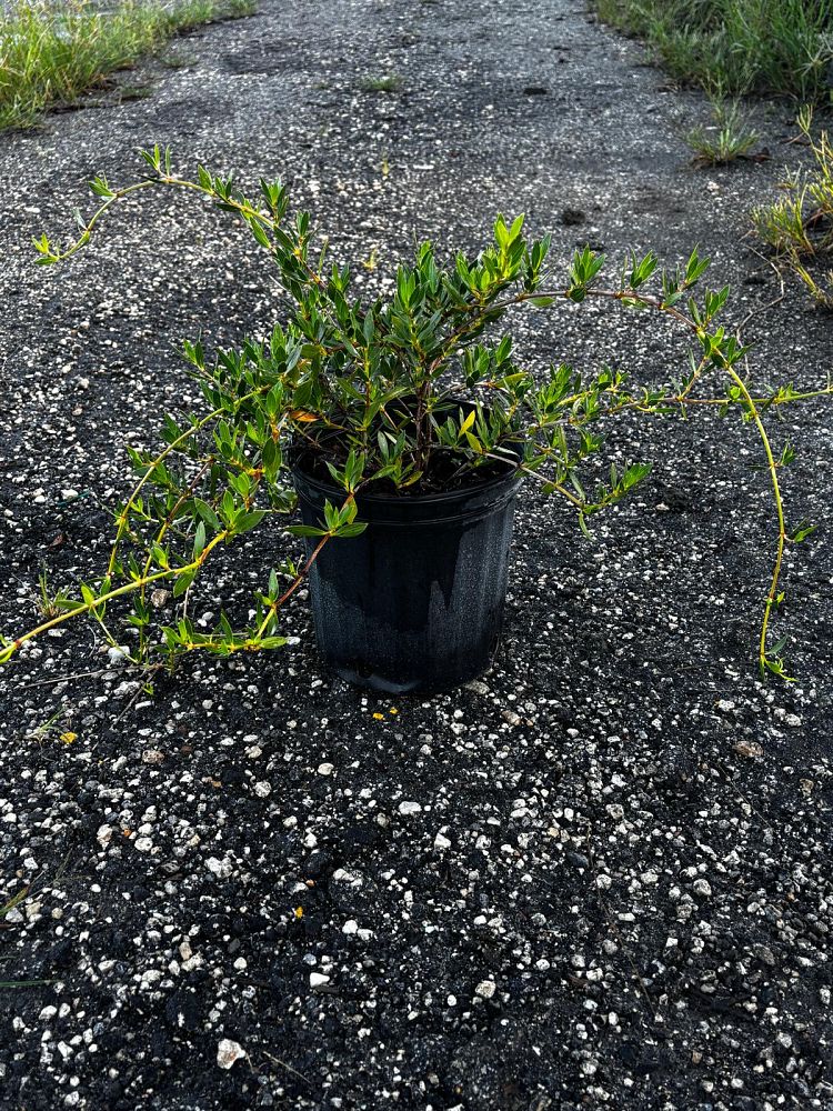 ernodea-littoralis-golden-beach-creeper