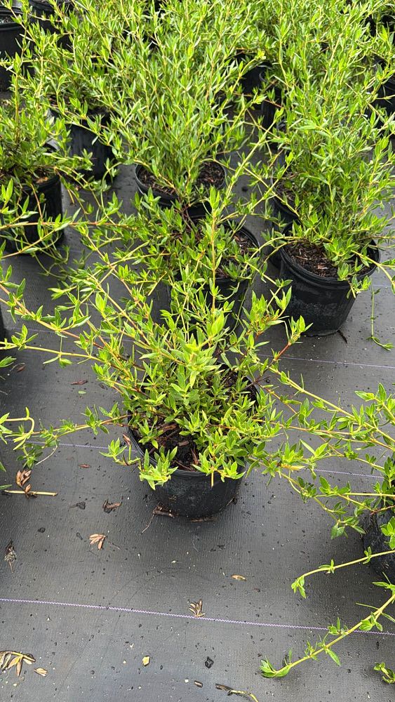 ernodea-littoralis-golden-beach-creeper