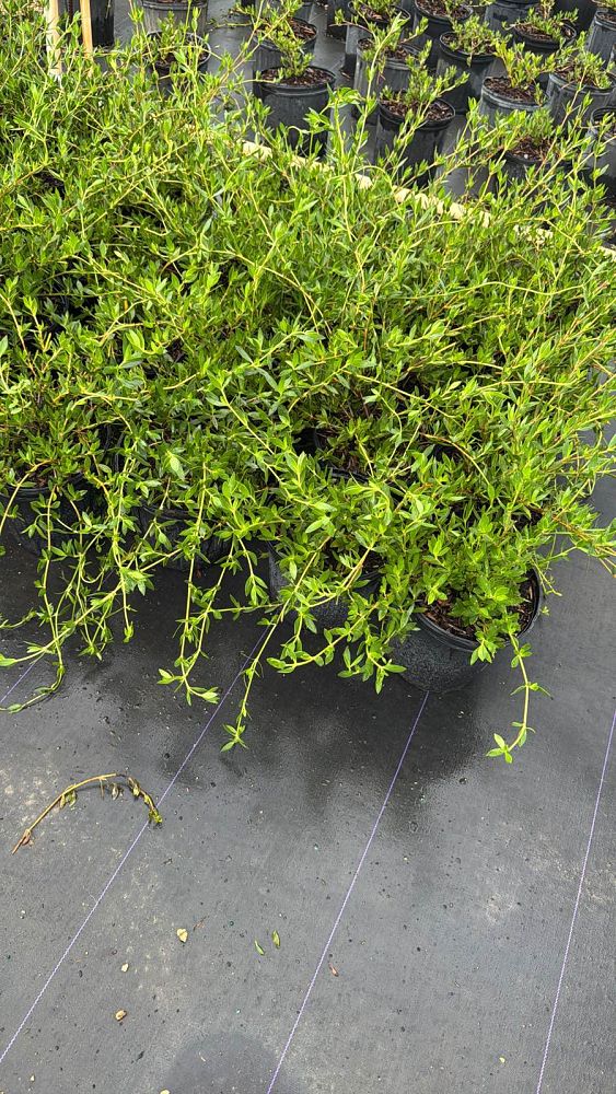 ernodea-littoralis-golden-beach-creeper