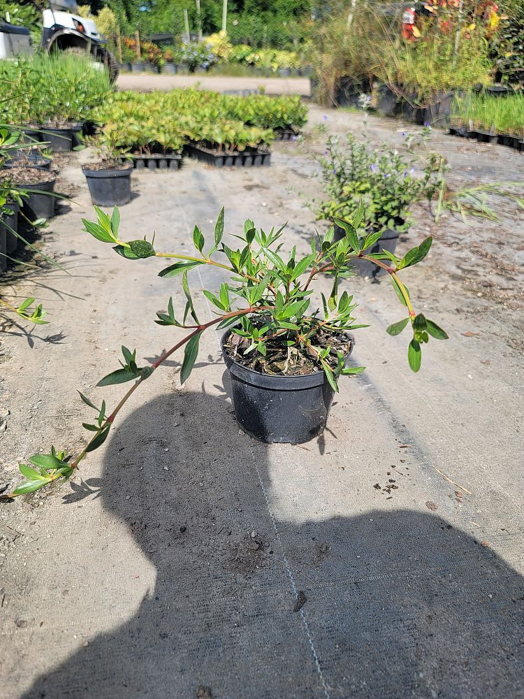 ernodea-littoralis-golden-beach-creeper