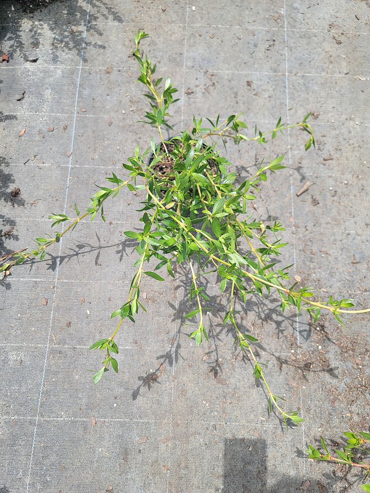 ernodea-littoralis-golden-beach-creeper