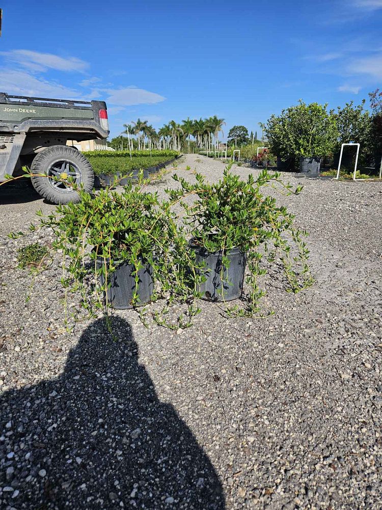 ernodea-littoralis-golden-beach-creeper