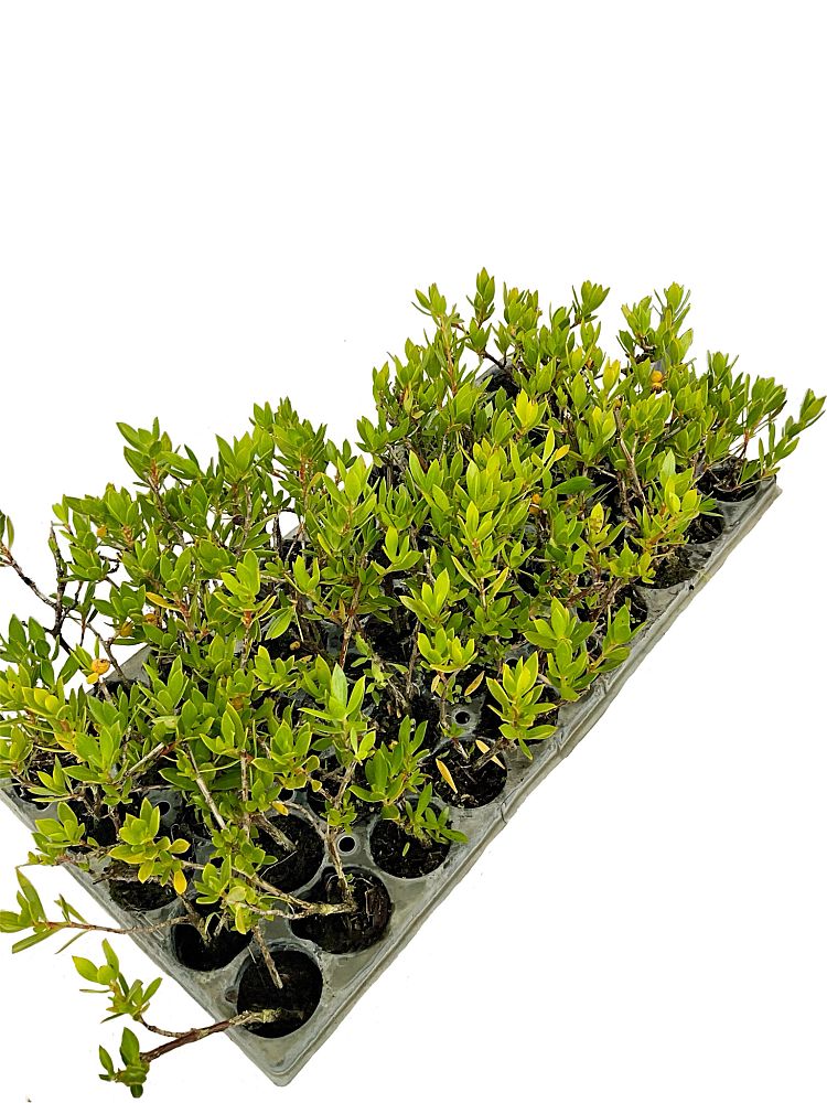 ernodea-littoralis-golden-beach-creeper