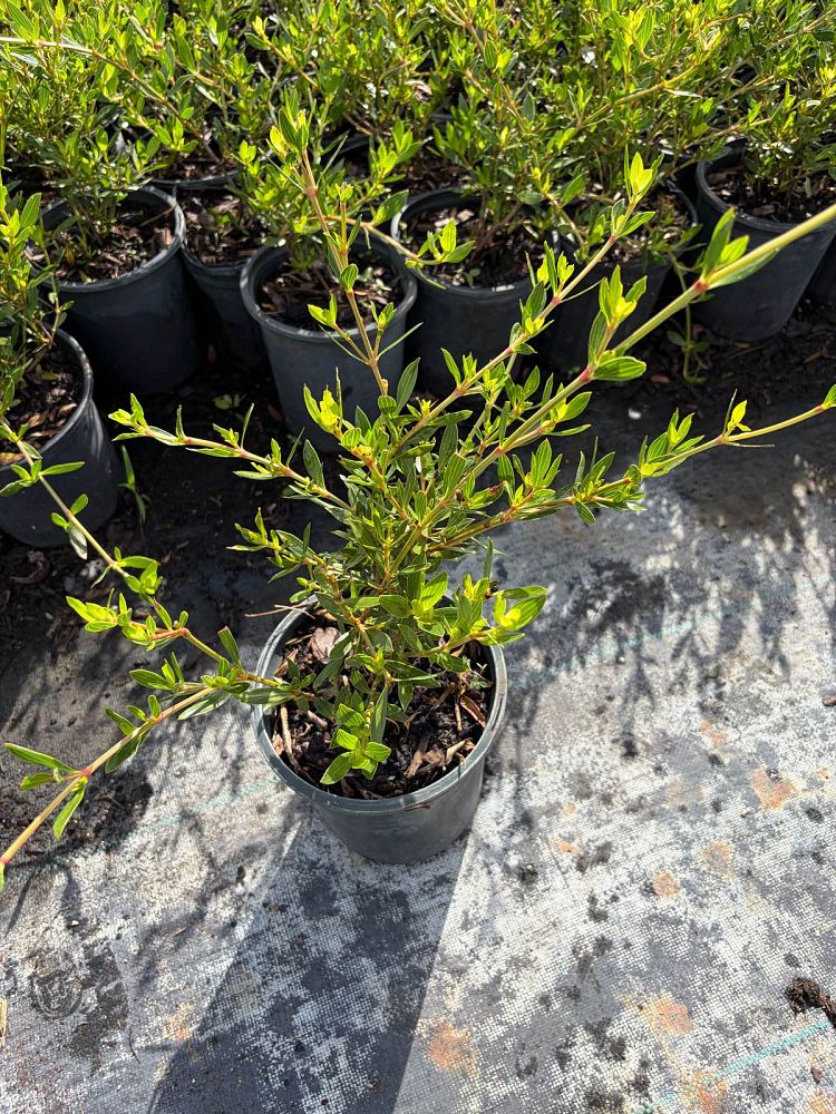 ernodea-littoralis-golden-beach-creeper