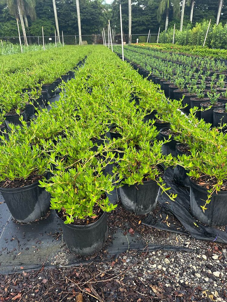 ernodea-littoralis-golden-beach-creeper
