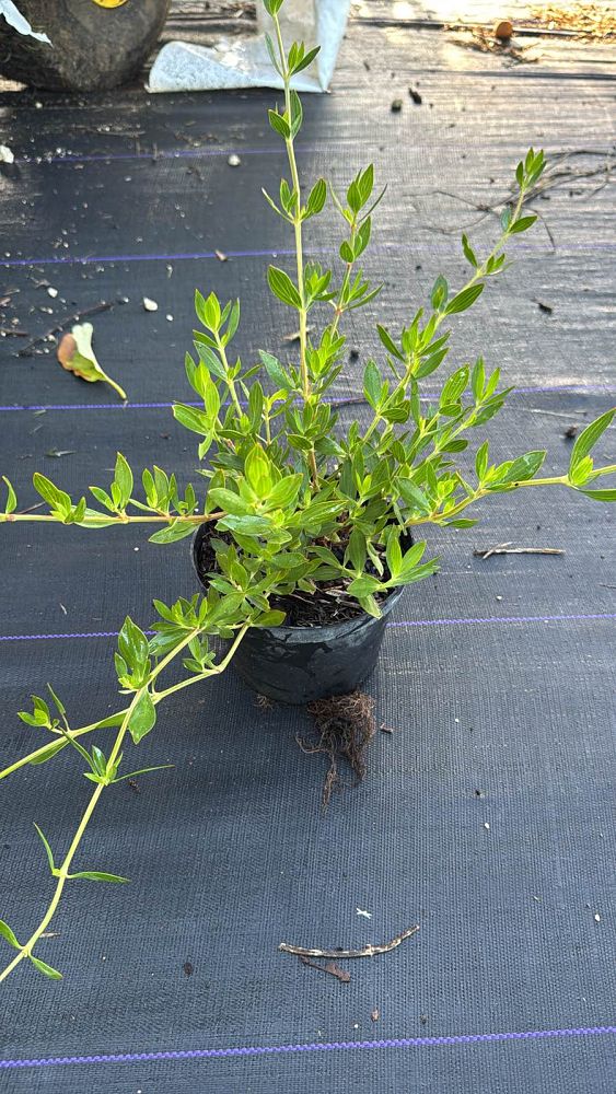 ernodea-littoralis-golden-beach-creeper