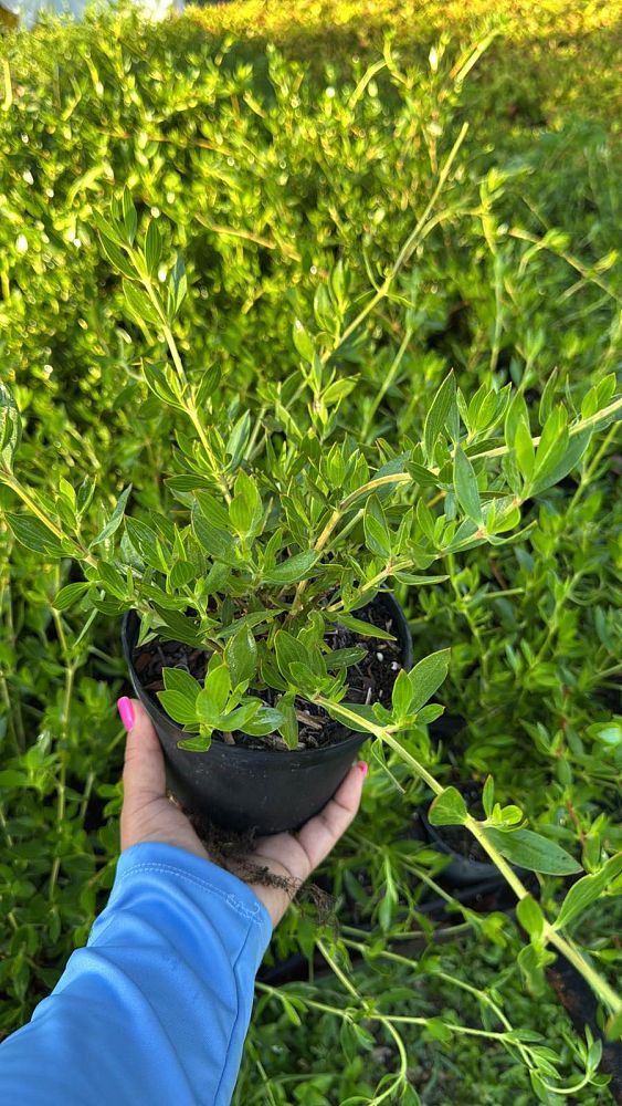ernodea-littoralis-golden-beach-creeper