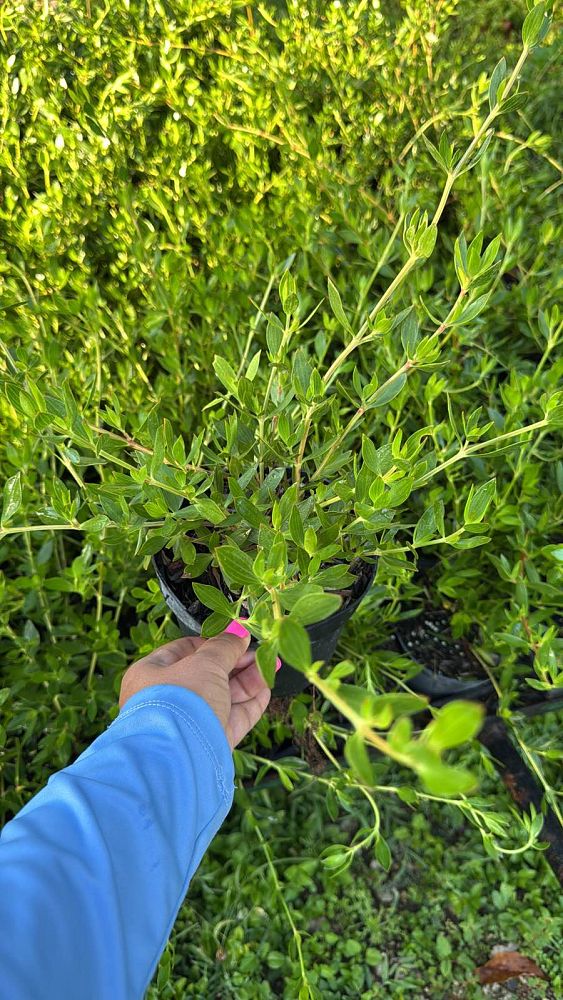 ernodea-littoralis-golden-beach-creeper