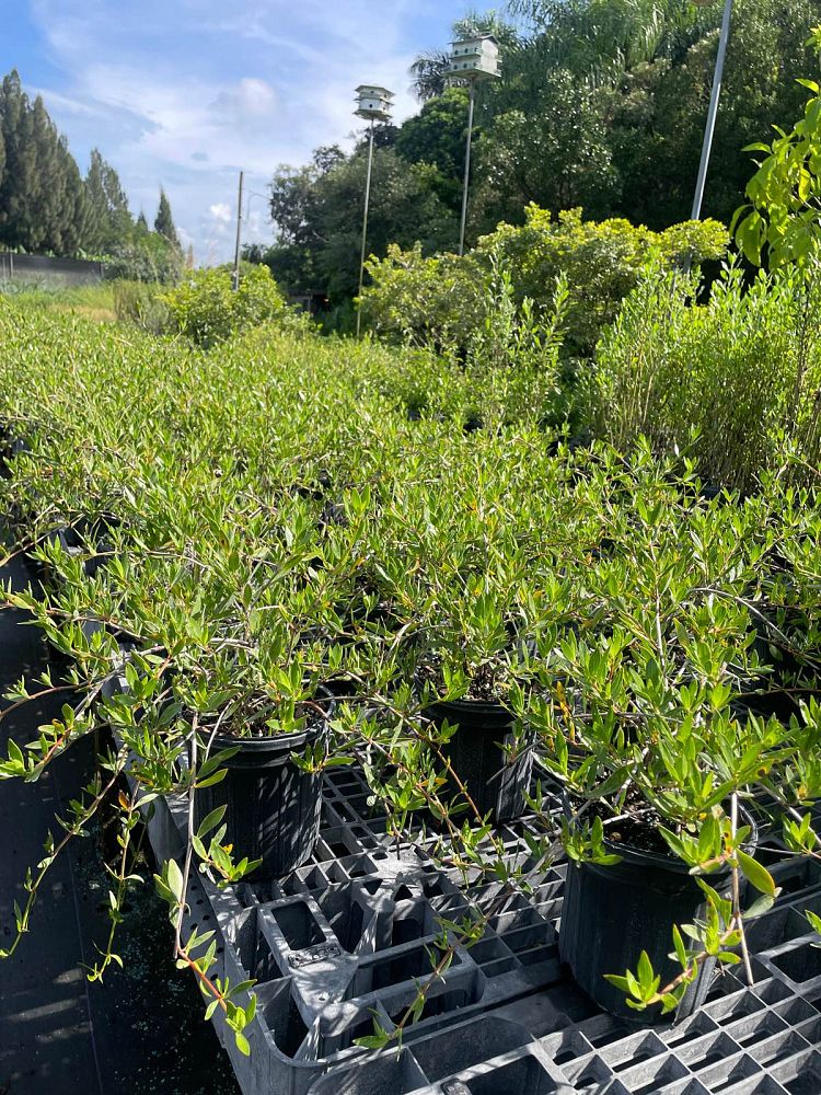 ernodea-littoralis-golden-beach-creeper