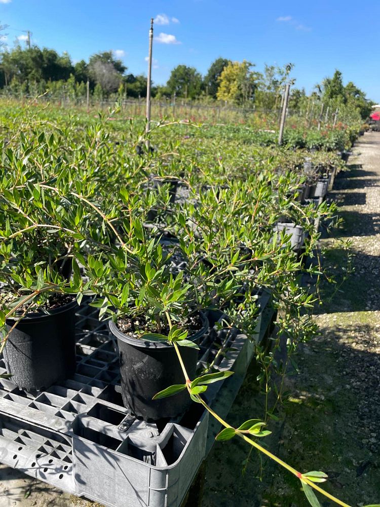 ernodea-littoralis-golden-beach-creeper