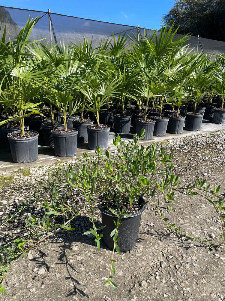 ernodea-littoralis-golden-beach-creeper