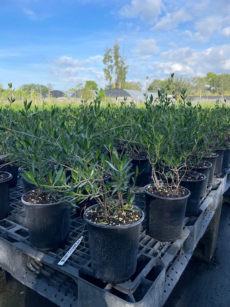 ernodea-littoralis-golden-beach-creeper