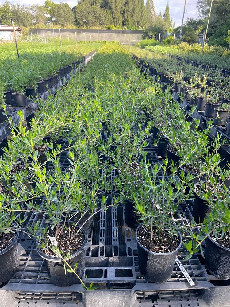 ernodea-littoralis-golden-beach-creeper