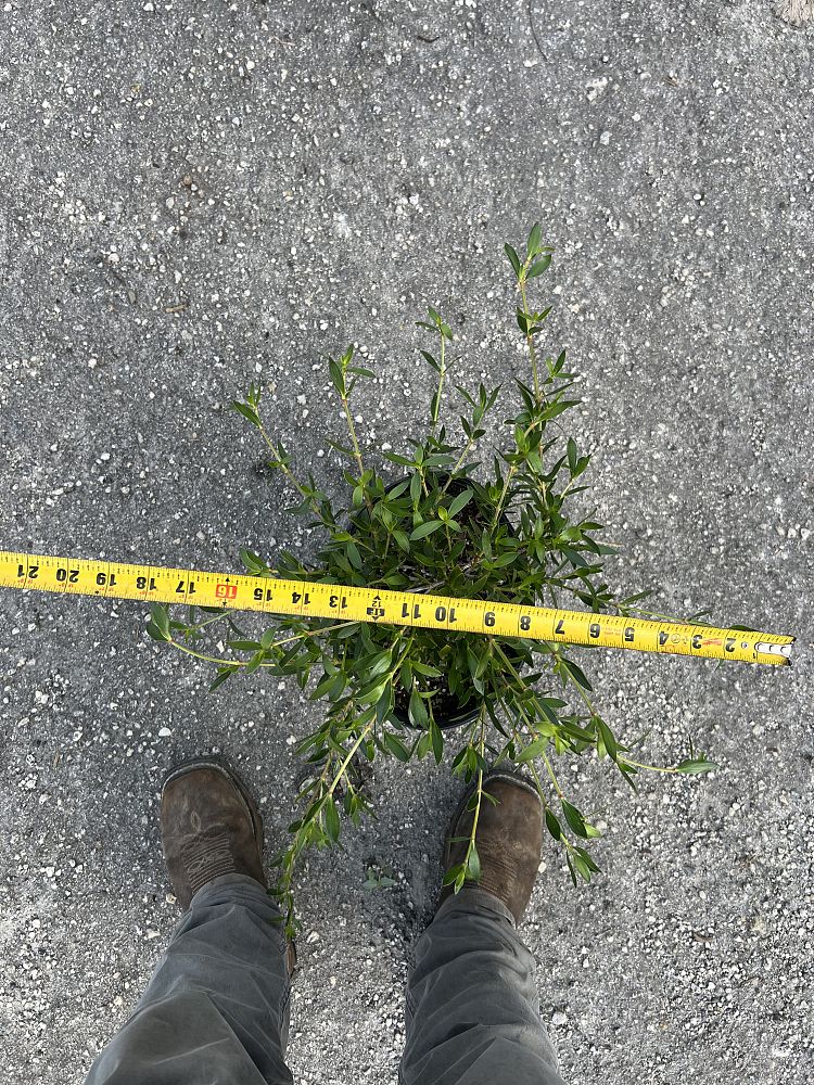 ernodea-littoralis-golden-beach-creeper
