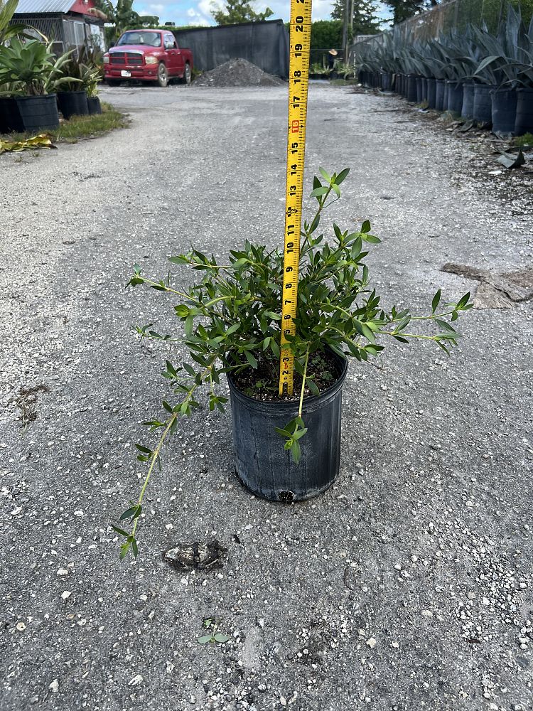 ernodea-littoralis-golden-beach-creeper