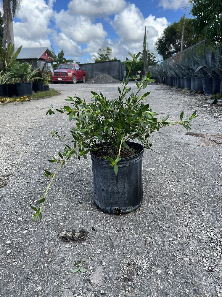 ernodea-littoralis-golden-beach-creeper