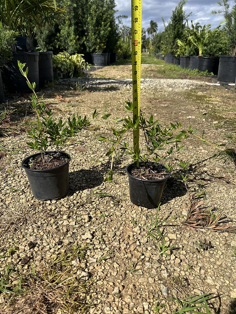 ernodea-littoralis-golden-beach-creeper