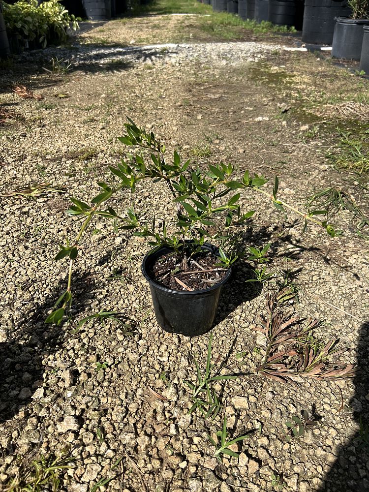 ernodea-littoralis-golden-beach-creeper