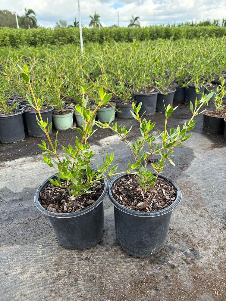 ernodea-littoralis-golden-beach-creeper