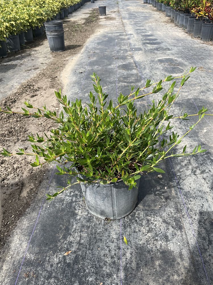 ernodea-littoralis-golden-beach-creeper