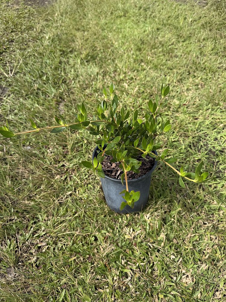 ernodea-littoralis-golden-beach-creeper