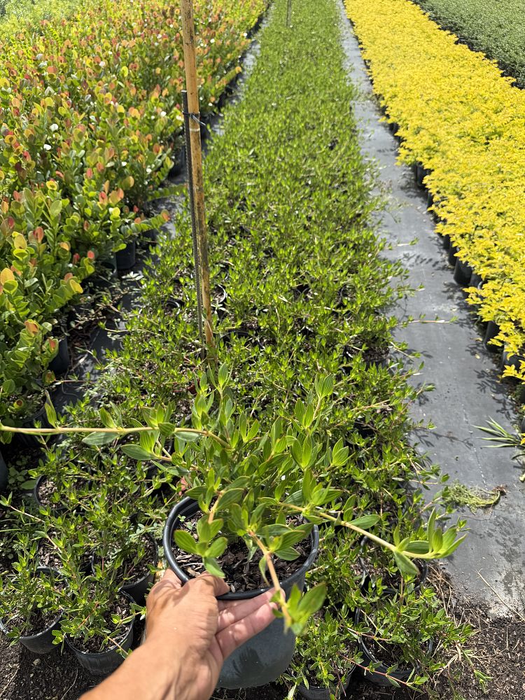 ernodea-littoralis-golden-beach-creeper