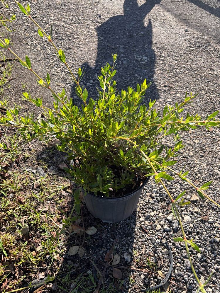 ernodea-littoralis-golden-beach-creeper
