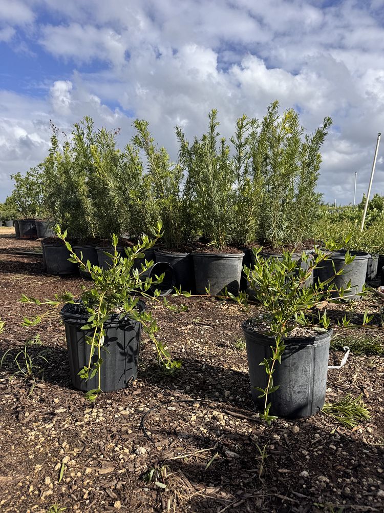ernodea-littoralis-golden-beach-creeper