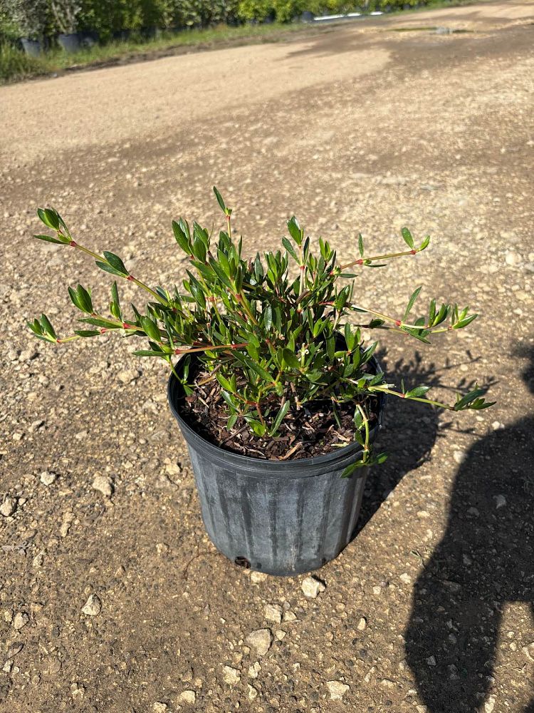 ernodea-littoralis-golden-beach-creeper