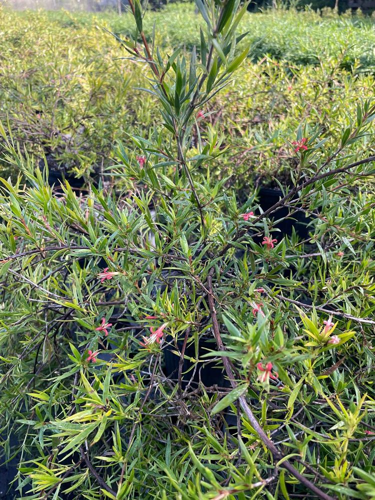 ernodea-littoralis-keys-pink-keys-pink-beach-creeper