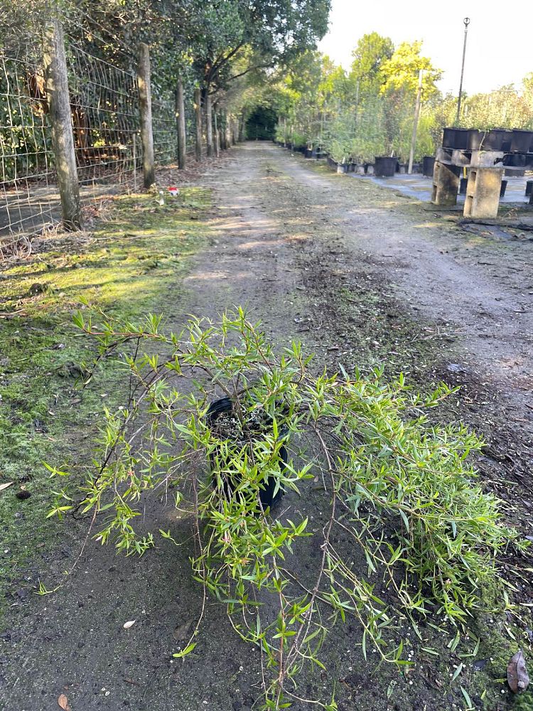 ernodea-littoralis-keys-pink-keys-pink-beach-creeper