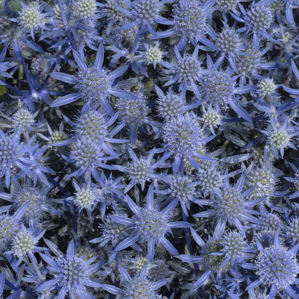 eryngium-planum-blue-glitter-sea-holly-blue-glitter