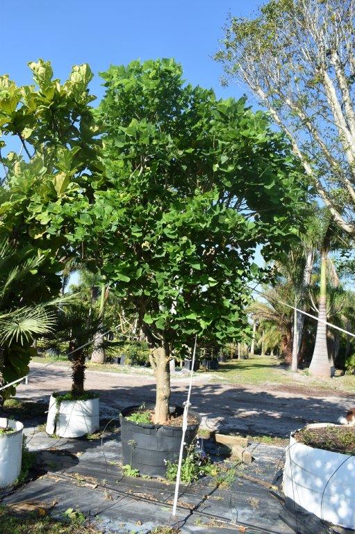 erythrina-caffra-coast-coral-tree
