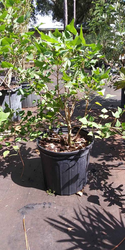 erythrina-herbacea-cherokee-bean-coral-bean