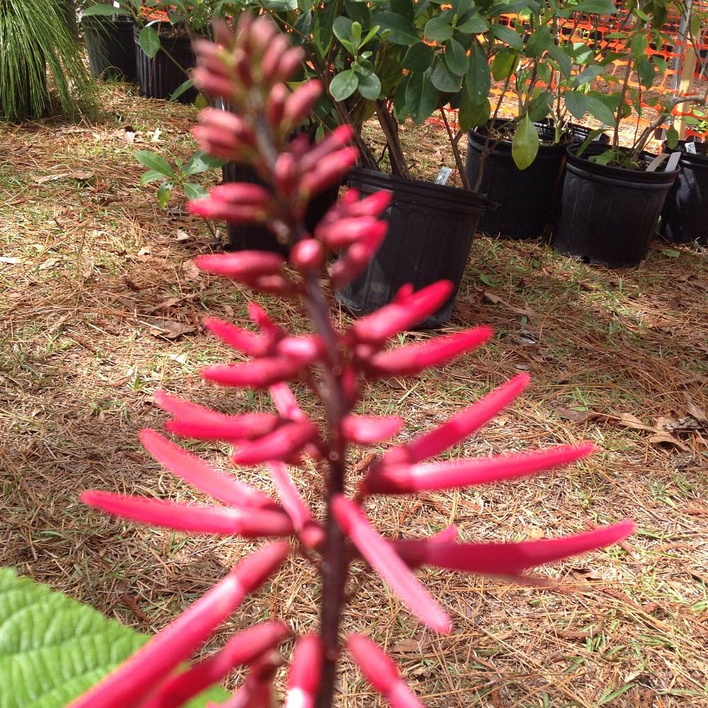 erythrina-herbacea-cherokee-bean-coral-bean