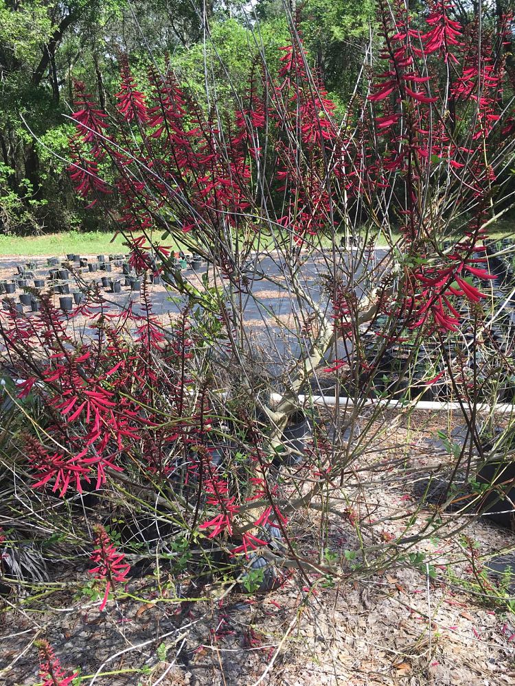 erythrina-herbacea-cherokee-bean-coral-bean