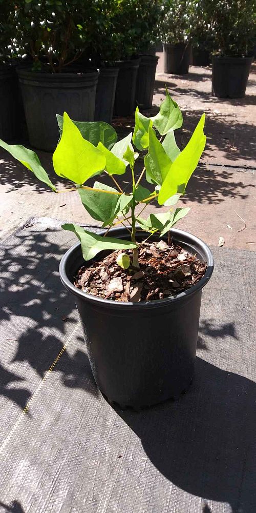 erythrina-herbacea-cherokee-bean-coral-bean