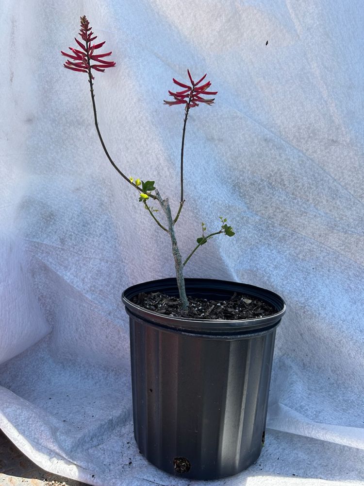 erythrina-herbacea-cherokee-bean-coral-bean