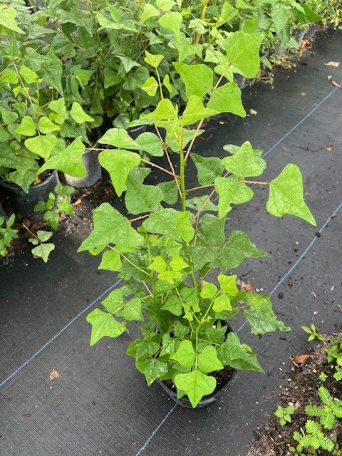 erythrina-herbacea-cherokee-bean-coral-bean