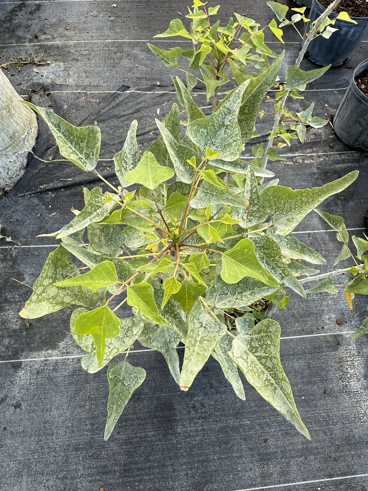 erythrina-herbacea-cherokee-bean-coral-bean
