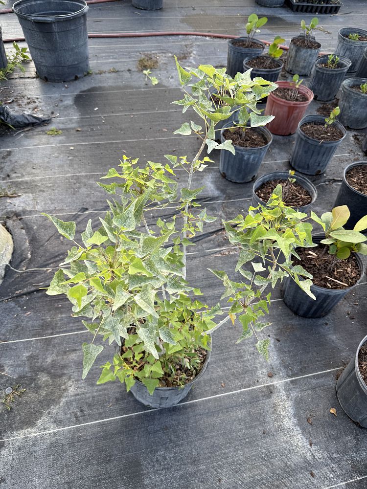 erythrina-herbacea-cherokee-bean-coral-bean